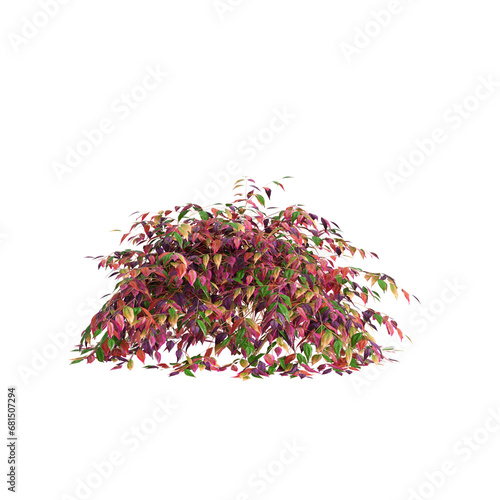 3d illustration of Nandina domestica Otafukunanten bush isolated on transparent background