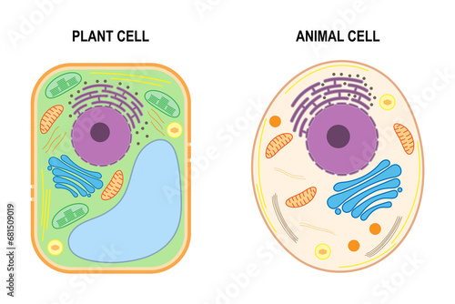 The structure of a plant cell and an animal cell.