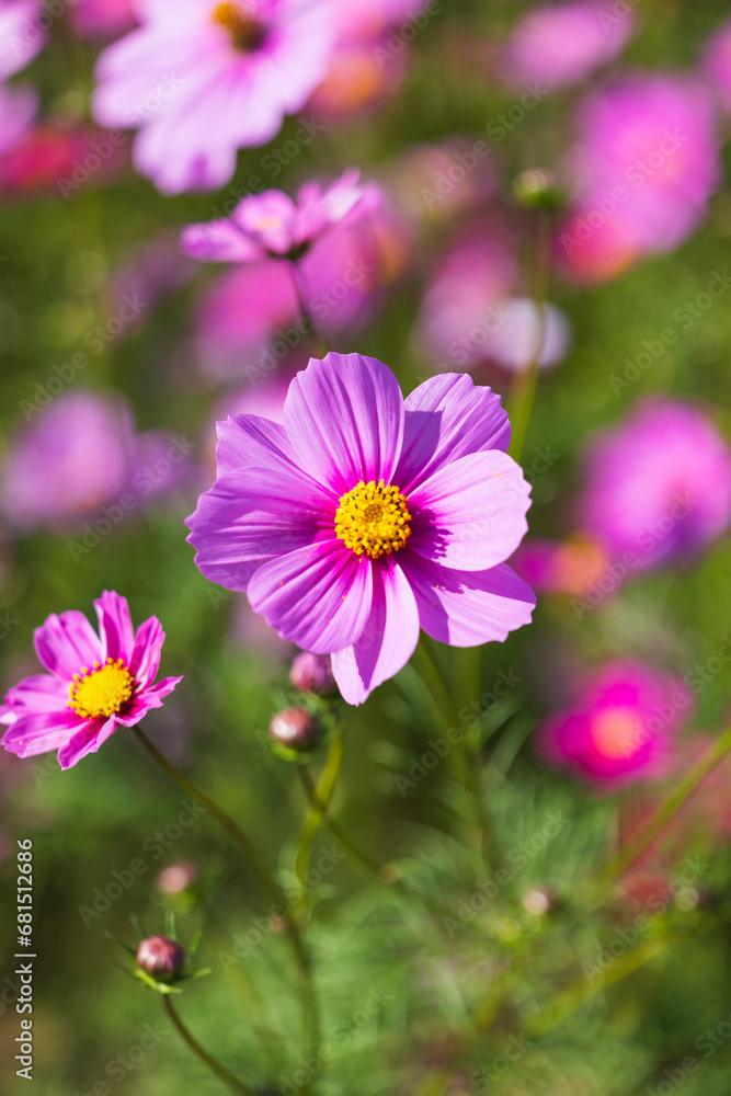 季節の花 季節の花