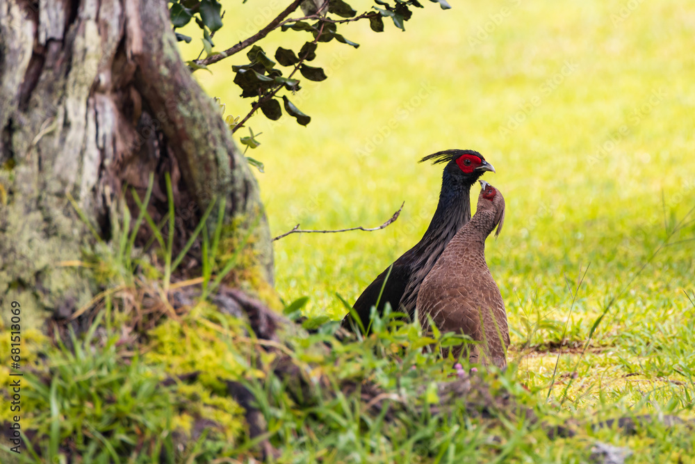 Male and female Kalij Pheasant in the grass Male and female Kalij Pheasant in the grass