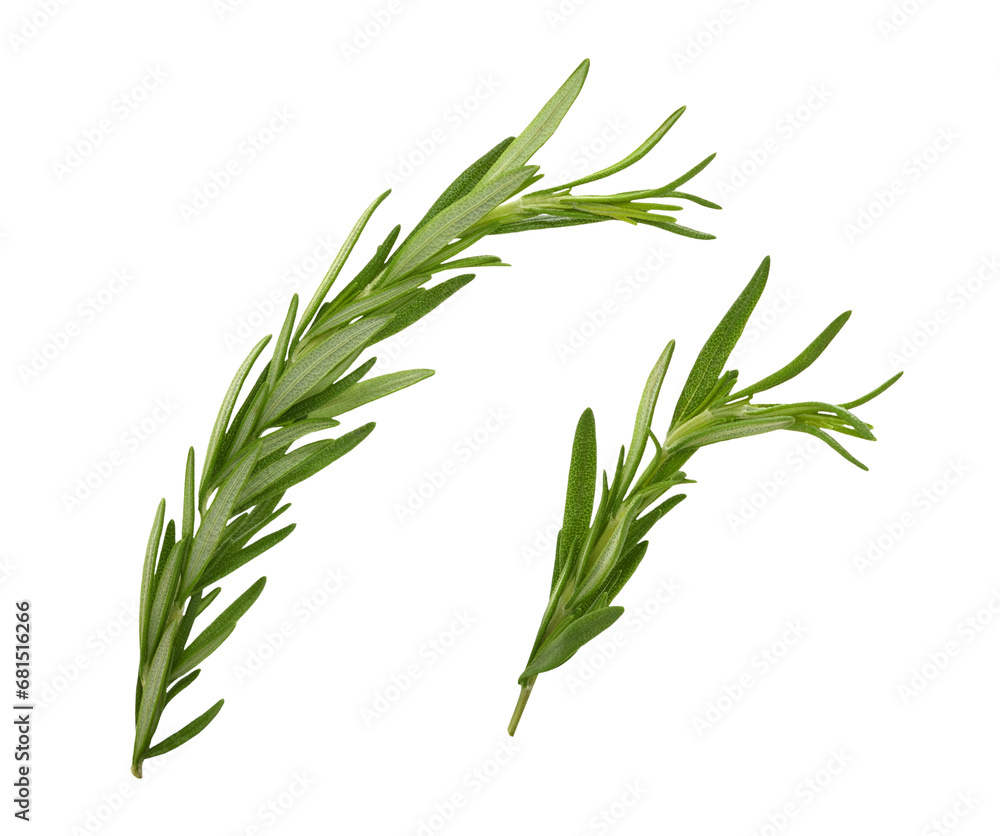 Set of green sprigs of fresh rosemary leaves isolated on white or transparent background Set of green sprigs of fresh rosemary leaves isolated on white or transparent background