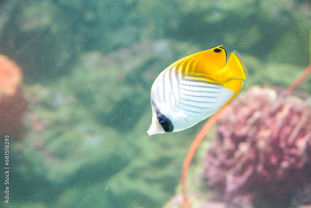 Naklejka premium Yellow and white fish in the aquarium