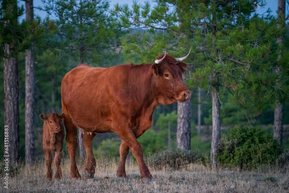 Cow and Calf Strolling in Green Pastures on a Sunny Day Cow and Calf Strolling in Green Pastures on a Sunny Day