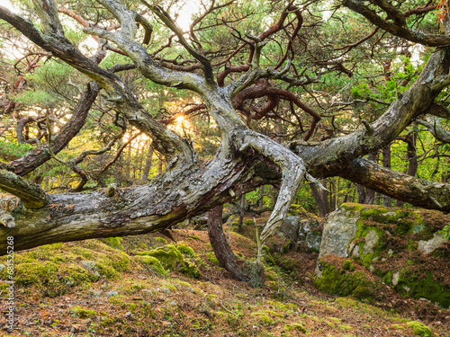 View of fallen twisted tree in spring forest photo