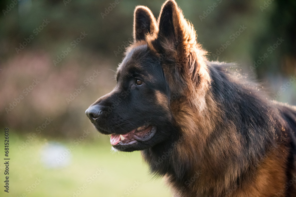 German Shepherd Dog in profile view on nature blurred background, close-up muzzle portrait of dog