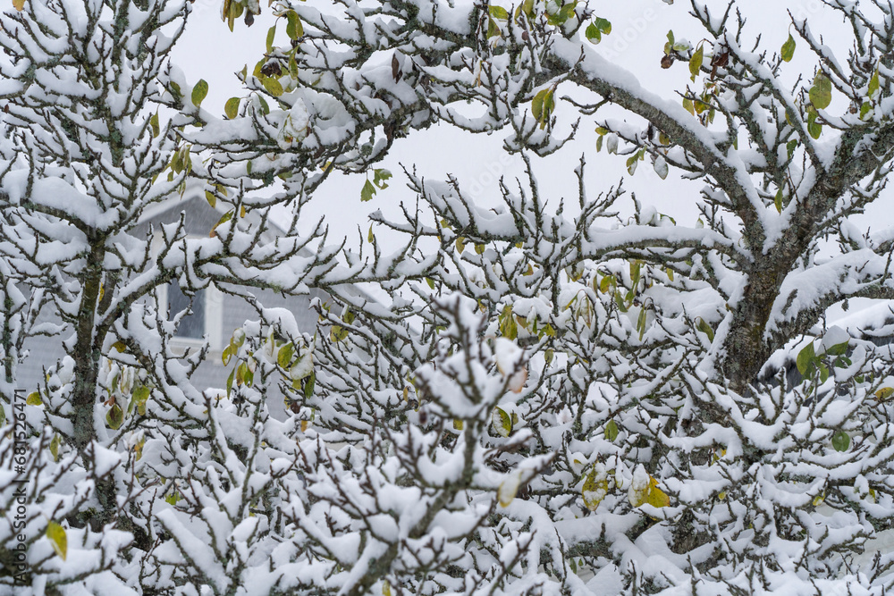 Winter's First Whisper: Fruit Tree, Green Leaves, and Fresh Snow in Harmonious Dance.