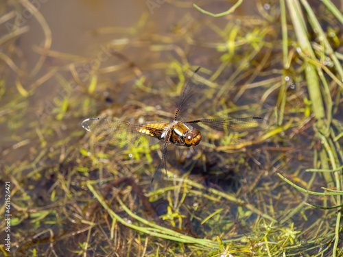 Female Broad-bodied Chaser Egg Laying © Stephan Morris 