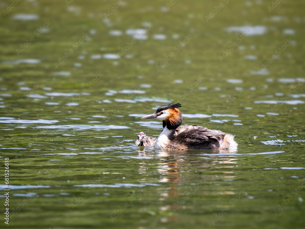 Female Great Crested Grebe with Chicks Female Great Crested Grebe with Chicks