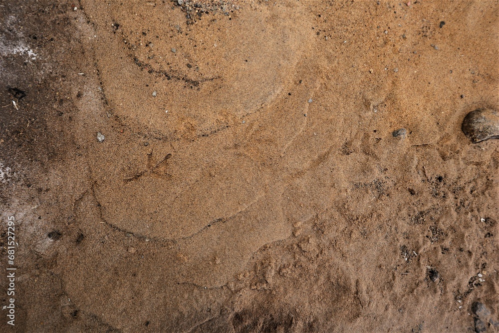 Fototapeta premium Pigeon footprints on beach sand. Bird footprint, Birds. Animal track, Tracks. bird-watching, animals 