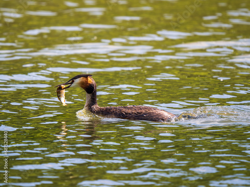 Male Great Crested Grebe witha Fish