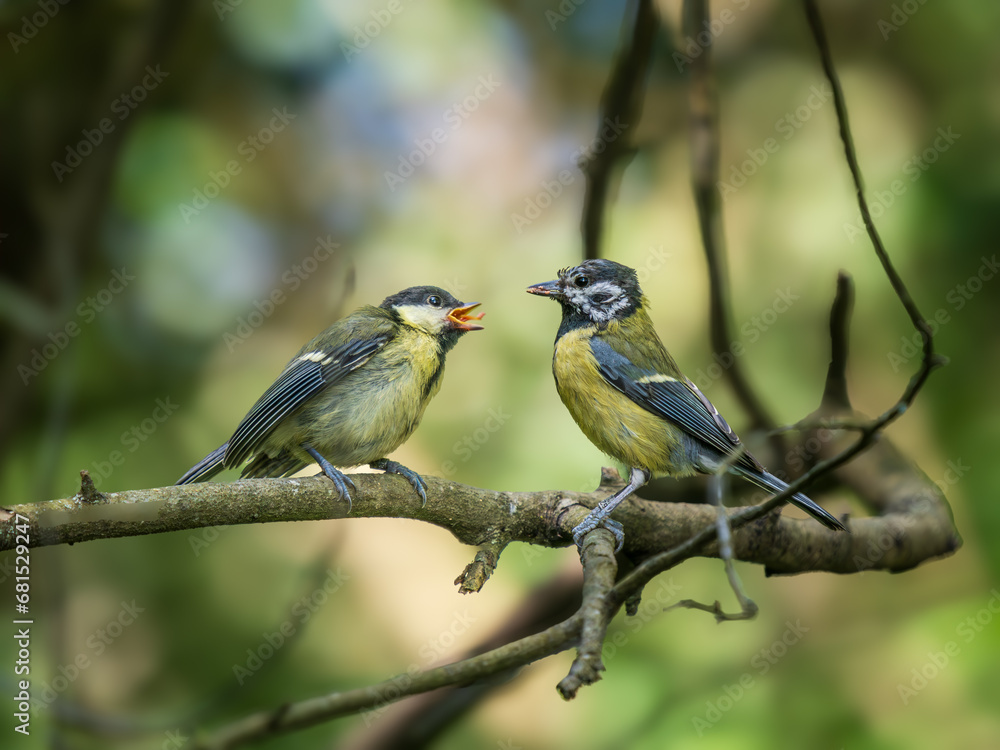 Fototapeta premium Juvenile Blue Tit Being Fed by its Female