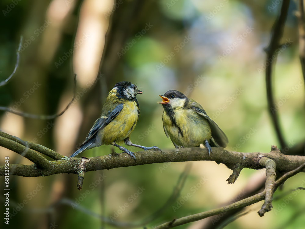 Juvenile Blue Tit Being Fed by its Female Juvenile Blue Tit Being Fed by its Female