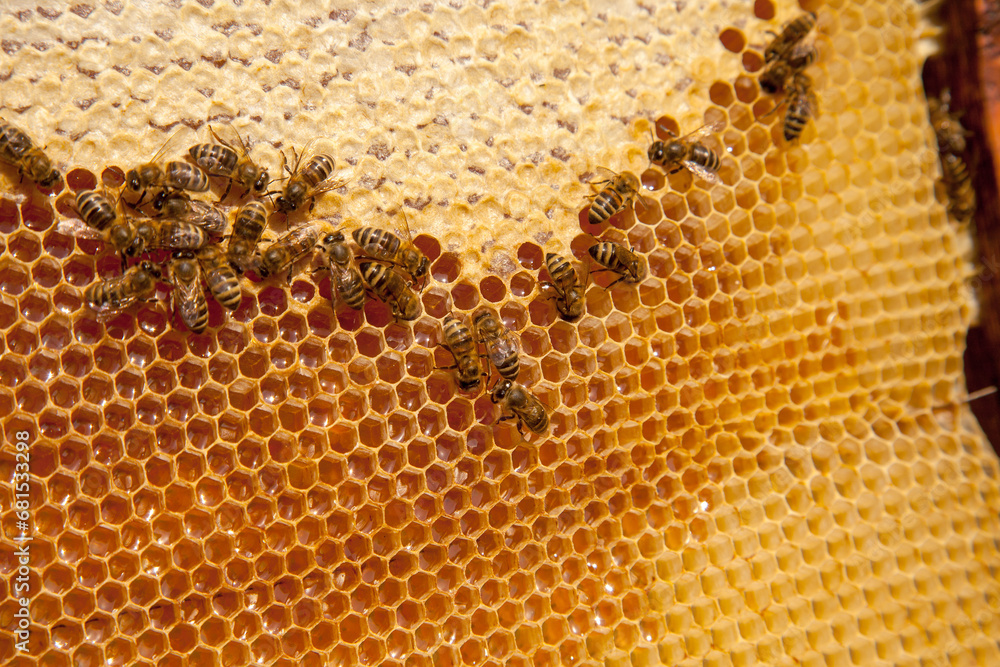 Working bees on the yellow honeycomb with sweet honey.. Working bees on the yellow honeycomb with sweet honey..