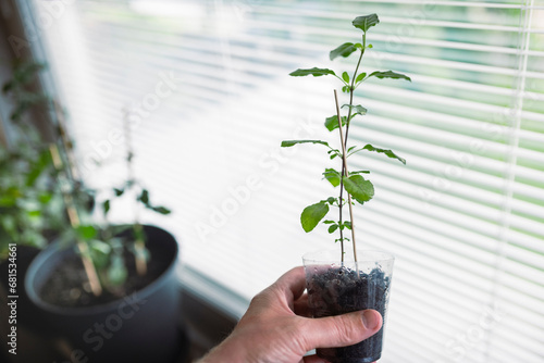 Hand of person holding potted plant by window at home photo