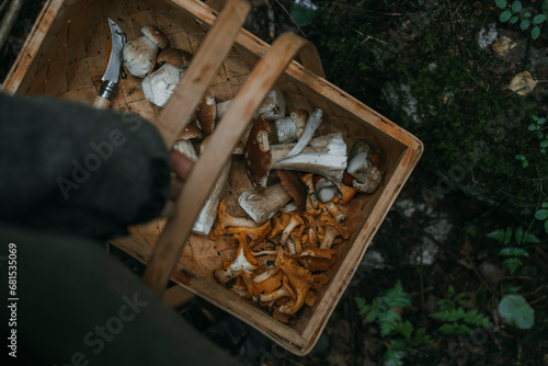Cropped hand carrying wicker basket with edible mushrooms photo