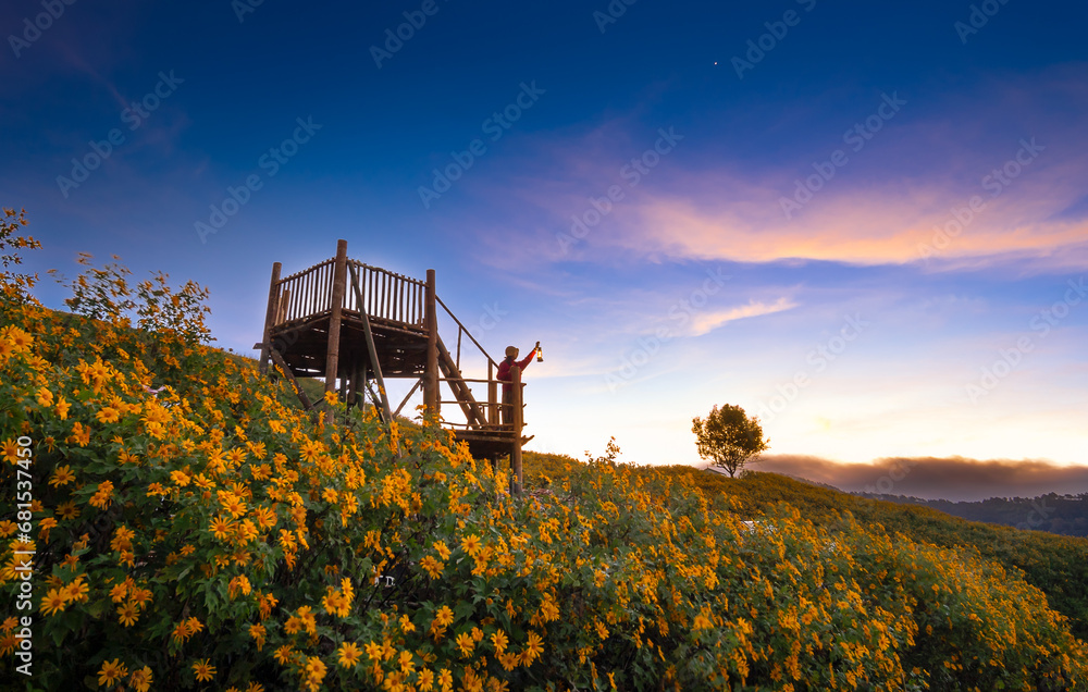 Beautiful woman holding lamp at Buatong Mexican Sunflower Field in  Sunrise From view point at Khun yuam, Mae Hong Son province,Thailand 2023.