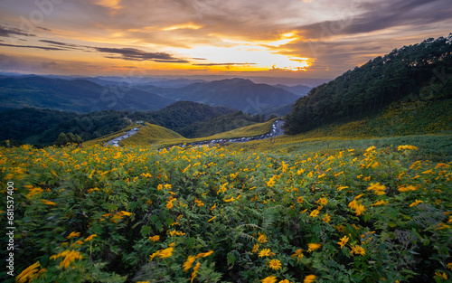 Beautiful Wide Angle of Buatong Mexican Sunflower Field in The Sunset From view point. Tithonia Diversifolia on Tung Bua Tong Mountain in winter on Doi Mae U-Kho in Mae Hong Son, Thailand.