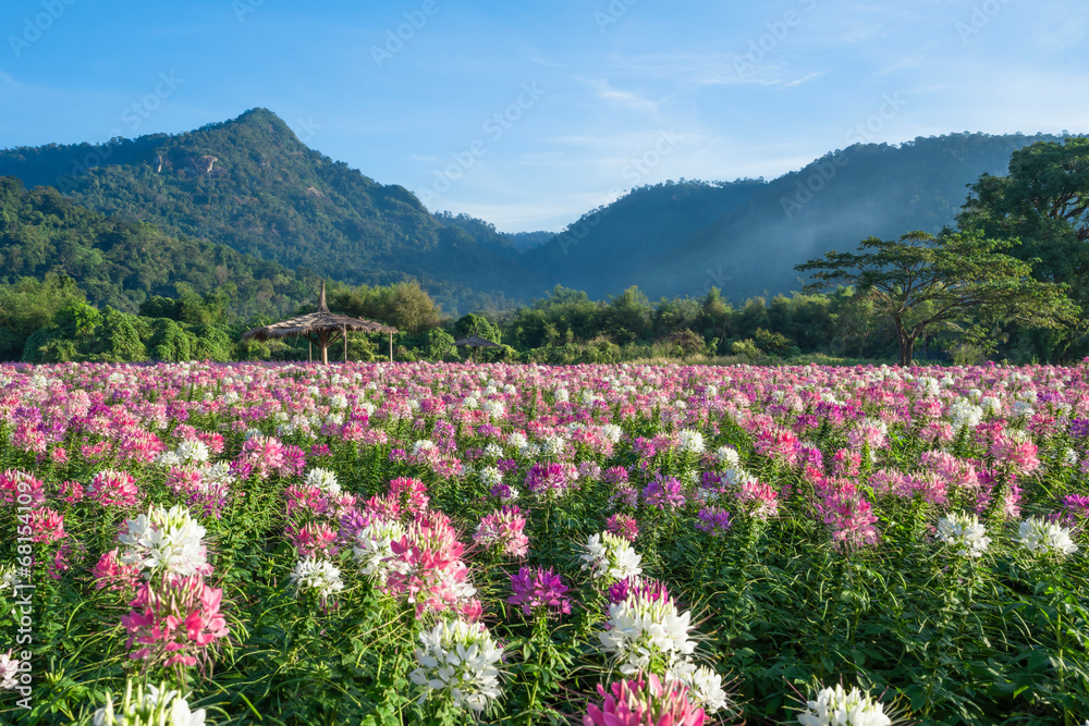Beautiful colorful spider flowers blossom in the flower field and big mountain. Beautiful colorful spider flowers blossom in the flower field and big mountain.