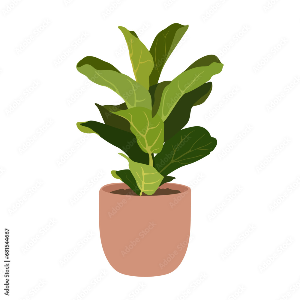 Fototapeta premium Fiddle leaf fig plant in pot on white background, cute exotic floliage. Hand Drawn doodle style, vector illustration 