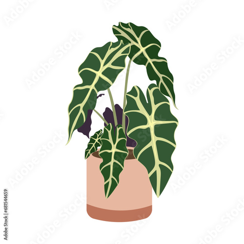 Alocasia plant in pot on white background, cute exotic floliage. Hand Drawn doodle style, vector illustration photo