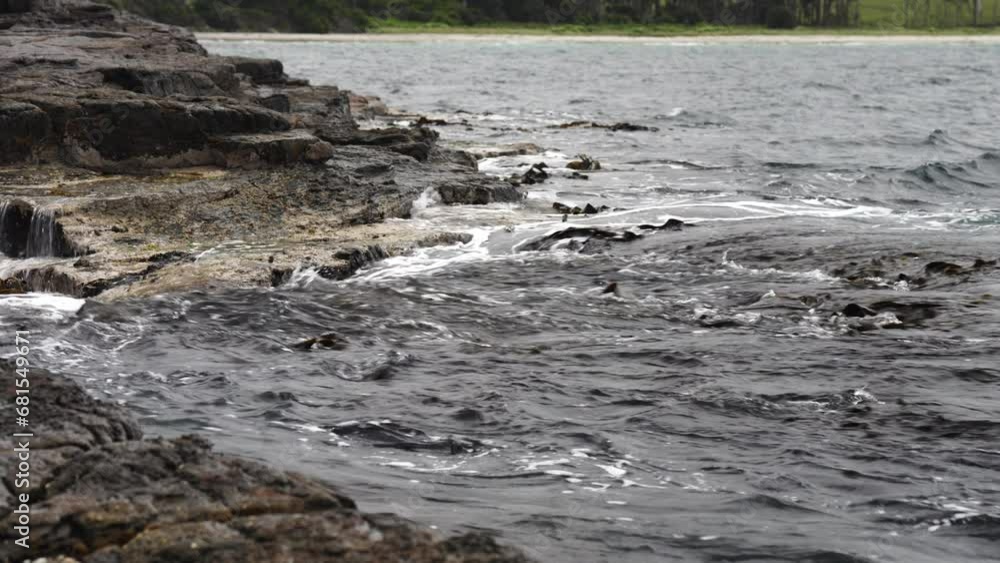 seaweed growing on the rocks in the ocean in australia seaweed growing on the rocks in the ocean in australia