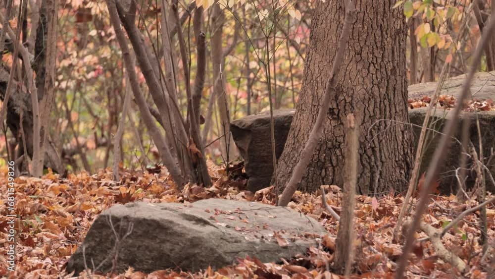 Mating season (breeding seasons) for Eastern gray squirrel (Sciurus carolinensis). This season lasts from December to March. Mating season (breeding seasons) for Eastern gray squirrel (Sciurus carolinensis). This season lasts from December to March.