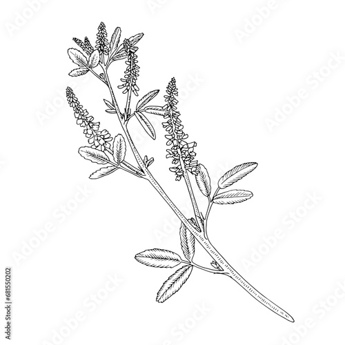 Sweet clover Vector outline illustration. Hand drawn graphic clipart of melilot flower. Black line art. Bouquet officinalis herb linear drawing on isolated background. Medicinal meadow plant
