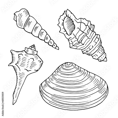 Seashell outline set. Vector illustration of sea conch and mussel. Hand drawn graphic clipart of shell. Linear drawing on isolated background. Black contour line art