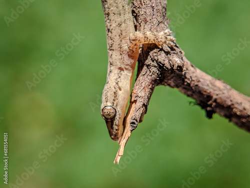 Close-up view of lizard with blurred background.