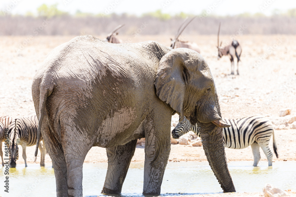 Fototapeta premium Side view of young bull elephant standing in a waterhole splashing itself during a hot sunny morning, Etosha National Park, Namibia