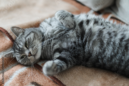 Cute tabby cat lying in bed. Funny home pet. Concept of relaxing and cozy wellbeing. Sweet dream.