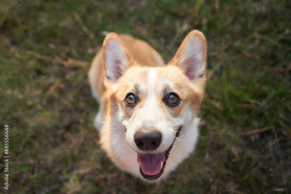 A close-up of a joyful Welsh Corgi, ears perked, against a blurred green backdrop. Its gaze, full of excitement, invites playfulness and connection A close-up of a joyful Welsh Corgi, ears perked, against a blurred green backdrop. Its gaze, full of excitement, invites playfulness and connection