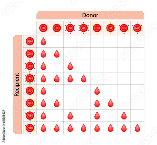 Abo Blood Compatibility Chart. Blood donation, ABO Blood groups droplets., four blood types, A,B, AB and O groups, made up from combinations of the type A and type B antigens. Vector Illustration.