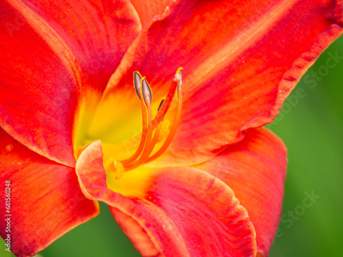 red flower close up © 23_stockphotography