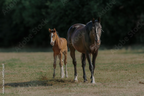 Wallpaper Mural horse and foal Torontodigital.ca