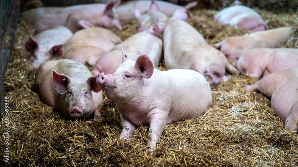 artgerechte Tierhaltung und Schweinezucht artgerechte Tierhaltung und Schweinezucht