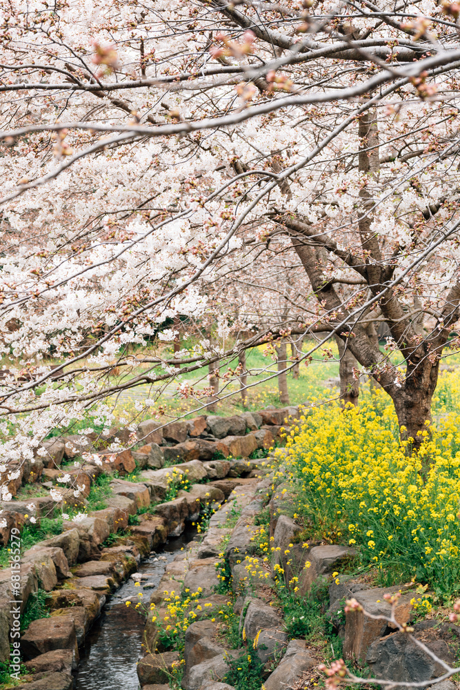 Yerae Ecological Park cherry blossom and canola flower at spring in Jeju island, Korea