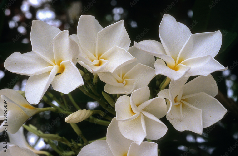 Plumeria rubra, Frangipanier Plumeria rubra, Frangipanier