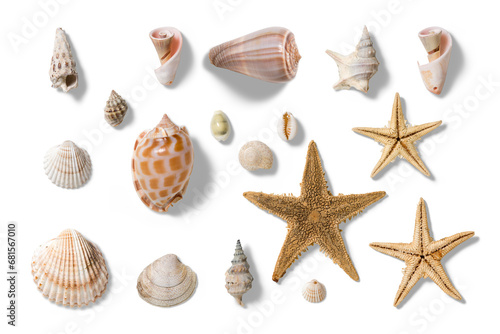 Collection of various seashells and starfishes, summer and vacation design elements isolated on a transparent background, PNG. High resolution.
