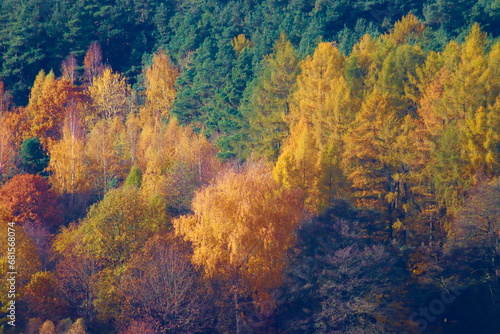 Forest in autumn