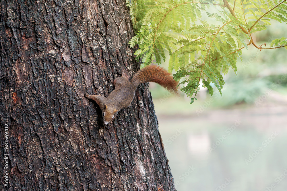 Obraz premium White bellied red Finlayson's squirrel or Variable squirrel (C. f. floweri) living in Chatuchak Park Bangkok of Thailand.