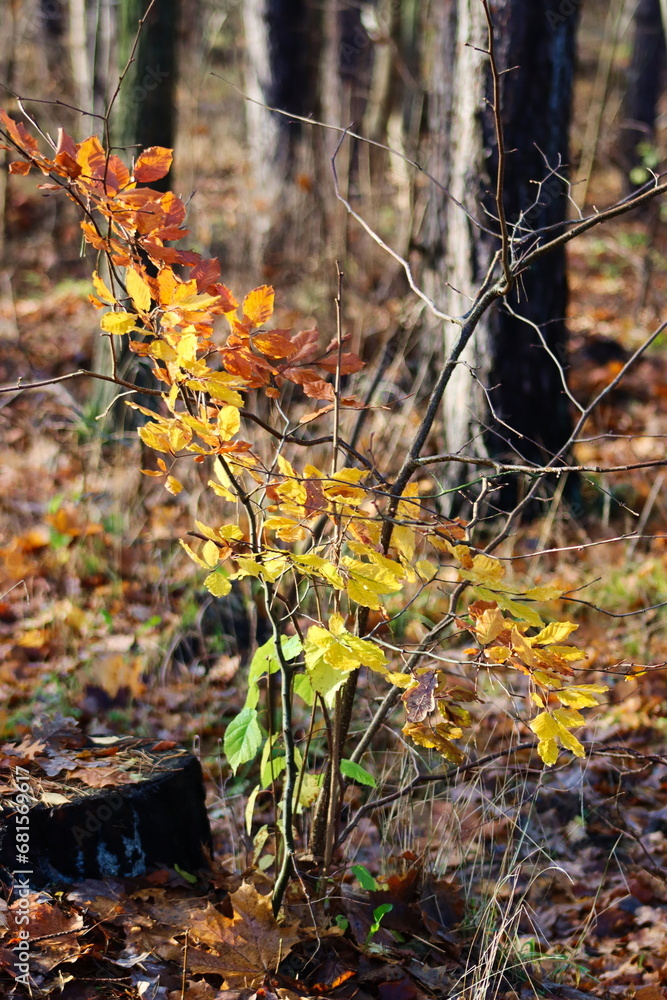 Fototapeta premium Forest in autumn