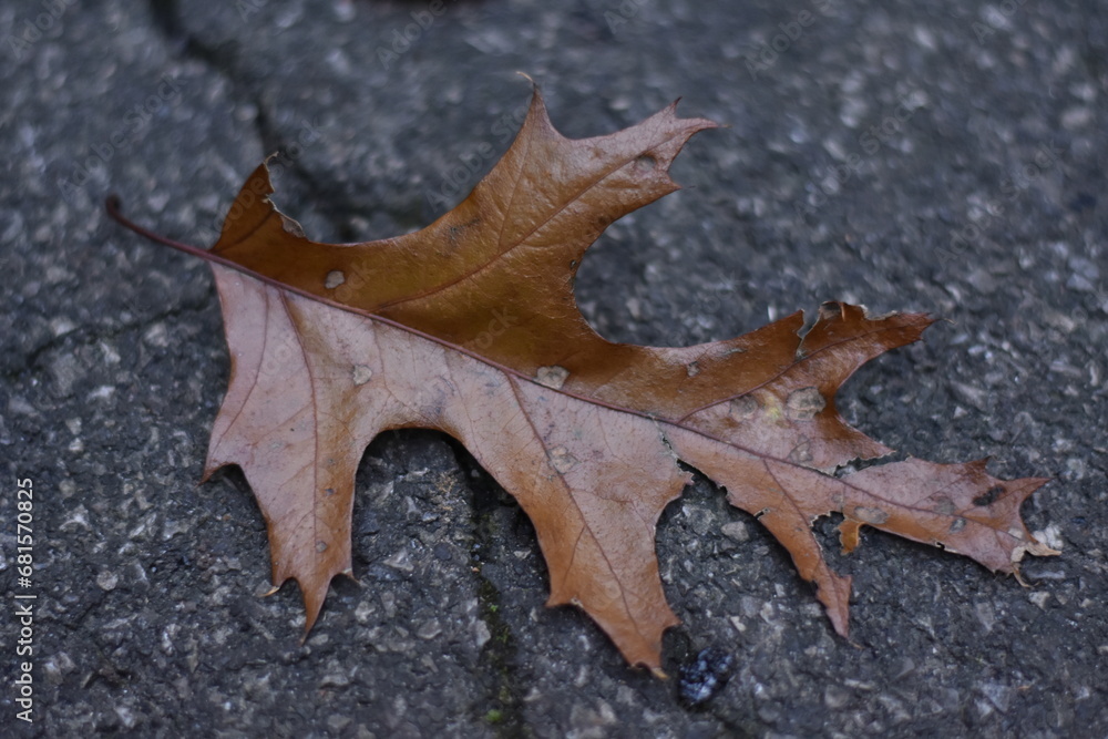 Brown Oak Leaf on Black Asphalt Road Background Brown Oak Leaf on Black Asphalt Road Background