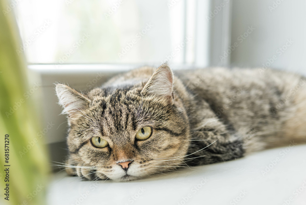 Cat lays on the window sealing. Pets in summer. Heat and domestic animals. Cat in apartment interior. Cat care.