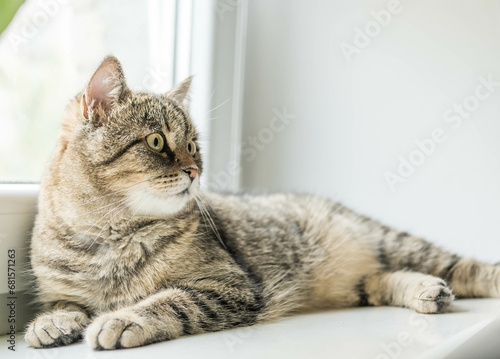 Cat lays on the window sealing. Pets in summer. Heat and domestic animals. Cat in apartment interior. Cat care.