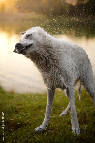 Portrait of beautiful and fluffy Swiss shepherd dog who is truly man's best friend.