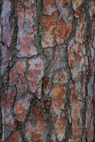 Pine bark seen close up
