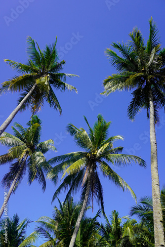 Coconut trees under a clear sky  a very suitable background concept for your design