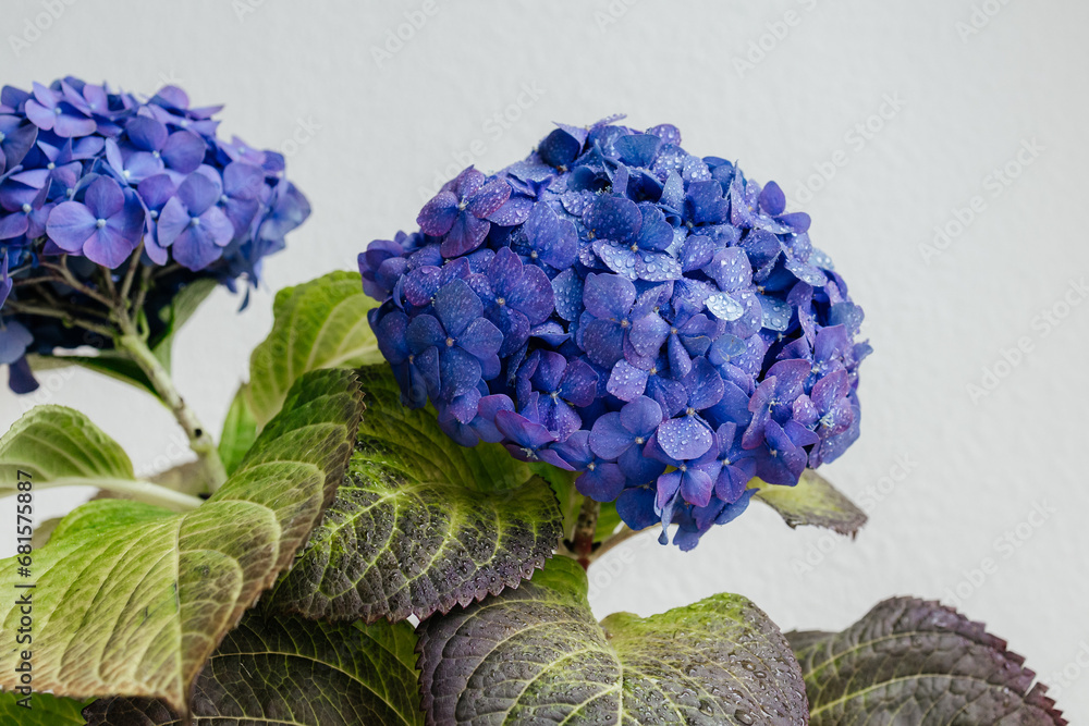 Obraz premium Woman watering hydrangea at home. Blue indigo pink purple hortensia, hydrangea close-up macro drops. Floral background. High quality 4k footage