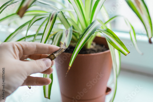Chlorophytum house plant portrait with brown leaves. Home gardening concept. Brown stains on a leaf of a spider plant. Plant desease and home care. Urban Jungle theme. photo